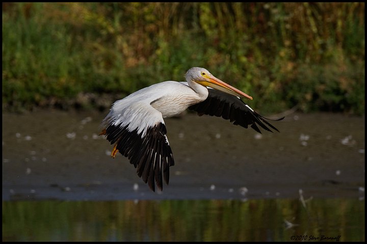 _0SB3183 american white pelican.jpg